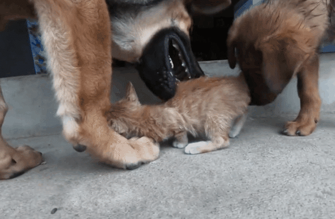 橘猫被两狗轮流舔眼露绝望有种我长大了弄不死你