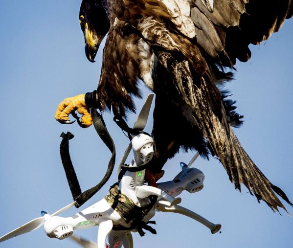 沼泽地发现一只装了GPS死鹰，记录20年飞行轨迹，一点让人疑惑！