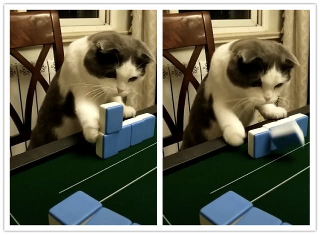 萌猫补三缺一和主人一家子打麻将,意外还真的会打且全程认真