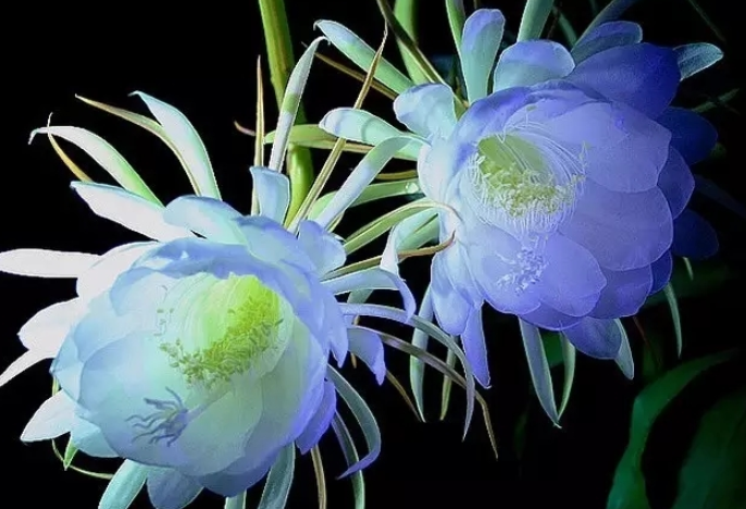 全球最美的4种花,每个都令人难忘,最后一种最神秘!