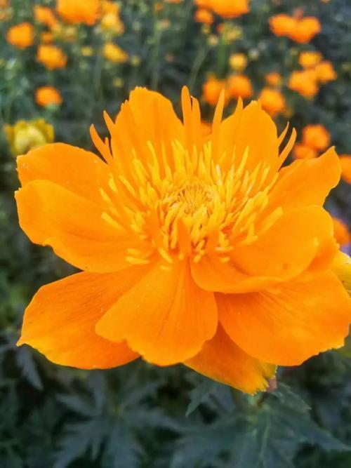 这才是真正的金莲花春天盛开花梗挺拔养护系数低价值高