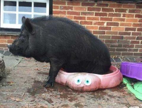 宠物猪与家人同吃同住如今养到250斤网友控制一下你自己