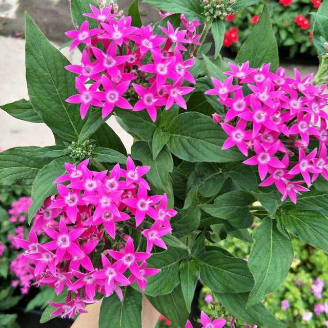 绿叶间点缀着小星星仔细一瞧全是五星花爆盆简单适合新手