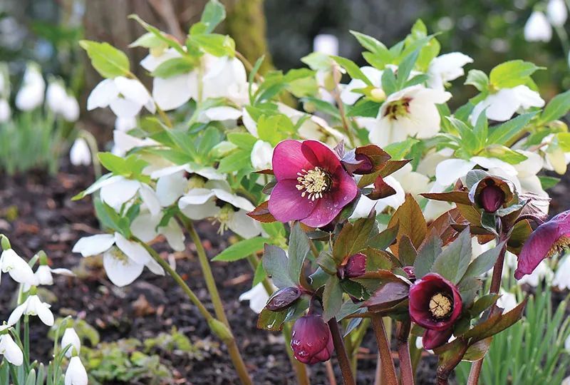 适合养树荫下的铁筷子,在冬春时节开花,花朵都是低垂的