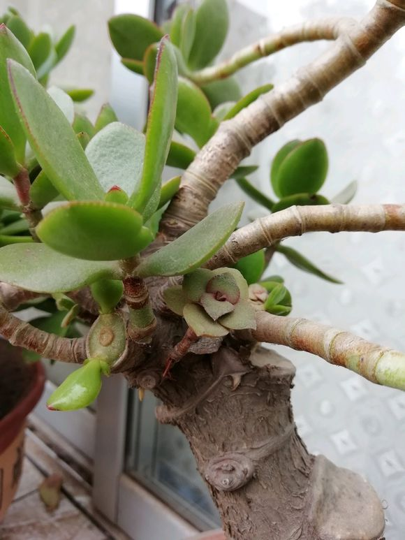 玉树叶片发软浇水失误造成的夏季应减少浇水才能顺利度夏天