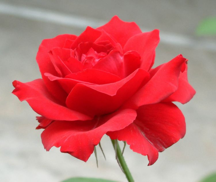 测出你最近运势如何|玫瑰花|贵人|心理测试_新浪新闻