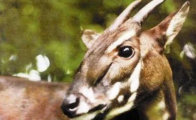 在人们的印象中,麒麟是一种神兽,上天入地无所不能,但在动物界也有一