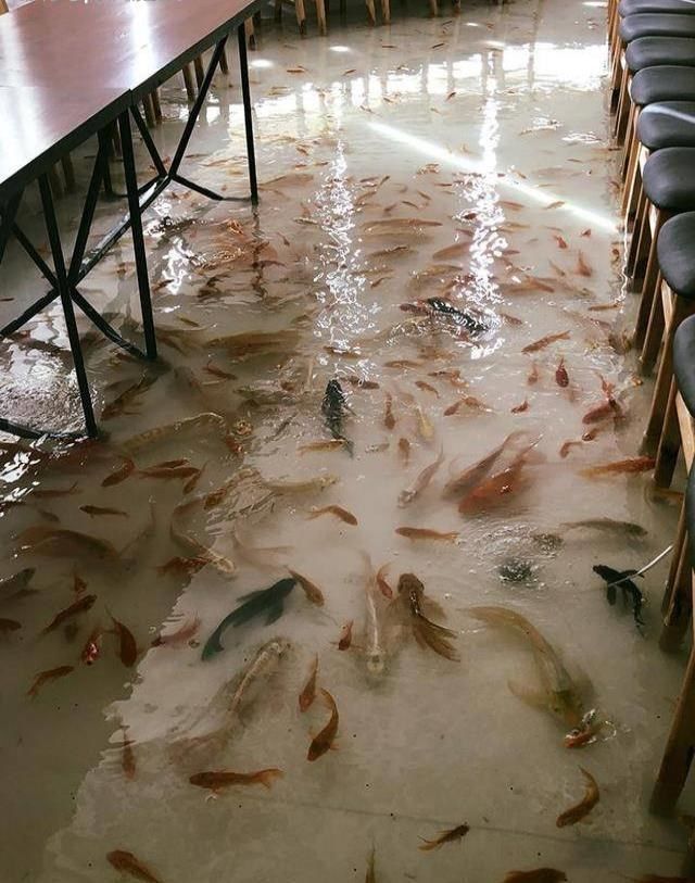 越南有一家在地板上养鱼的锦鲤咖啡厅,成为网红,最怕顾客有脚气