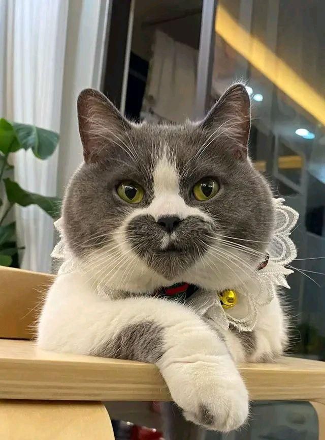 全网 最渣 的猫 一见到人就示爱 猫 怪我咯 猫 猫咪 猫奴 新浪新闻