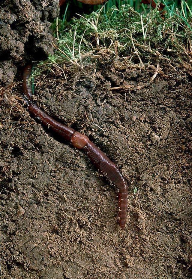 极少有人知道的养花优点,利用得早养花更轻松|蚯蚓|养花|土壤_新浪