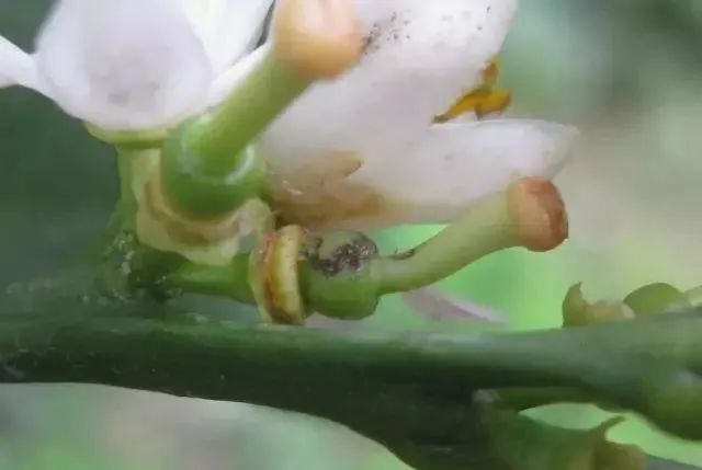 柑橘 花皮双煞 灰霉病 蓟马 蓟马 灰霉病 柑橘 新浪新闻