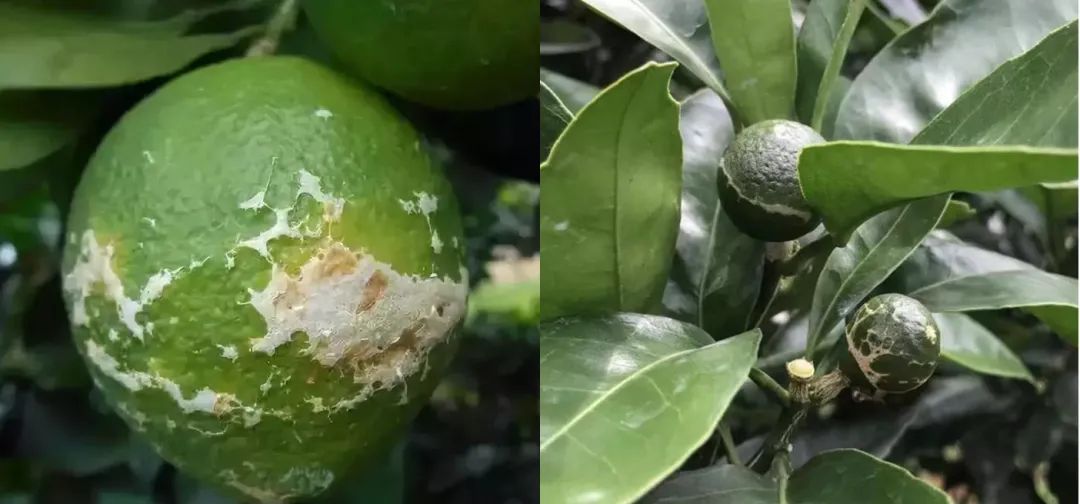 柑橘 花皮双煞 灰霉病 蓟马 蓟马 灰霉病 柑橘 新浪新闻 柑橘 花皮双煞 灰霉病 蓟马 蓟马 灰霉病 柑橘 新浪新闻