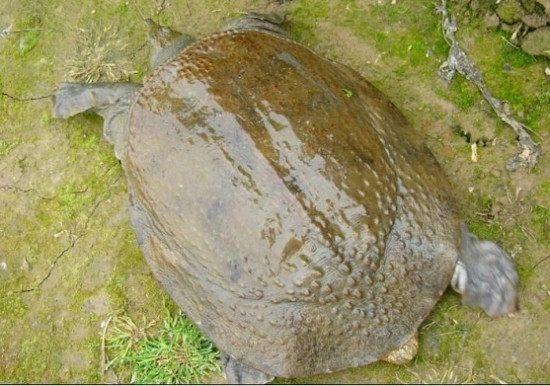 成精了?江西惊现千年鳖精轰动全国,真是千年难得一见!