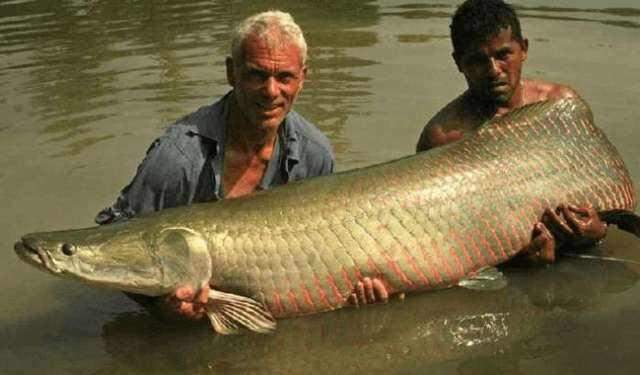 连食人鱼都奈何不了它!美军斥巨资研究其鳞片,想要打造最强装甲