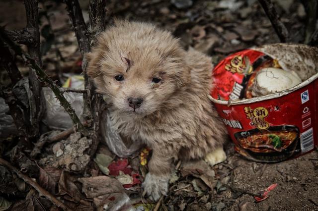 流浪小狗不愿被收养,小伙一路尾随到垃圾场,看到的一幕太暖了!
