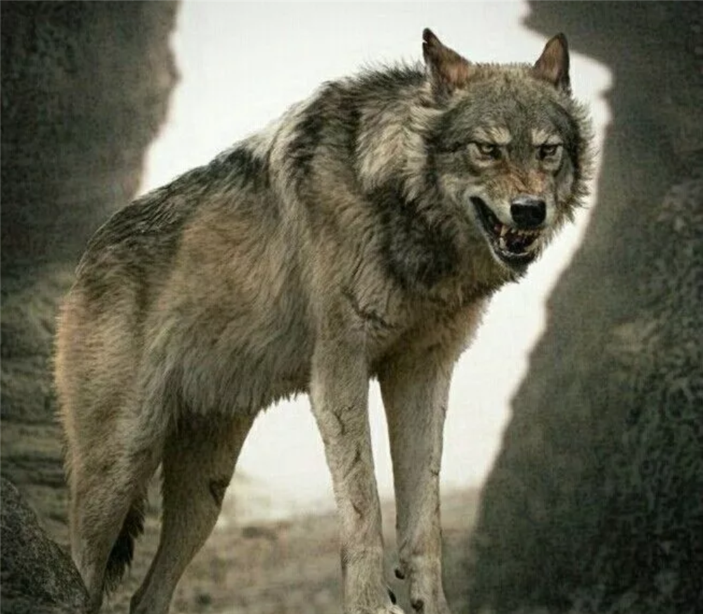 灭亡上万年的恐狼,敢从美洲狮嘴中夺食,可轻易咬碎猎物的骨头