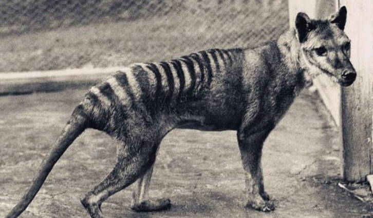 灭绝了83年的袋狼为何会重新出现