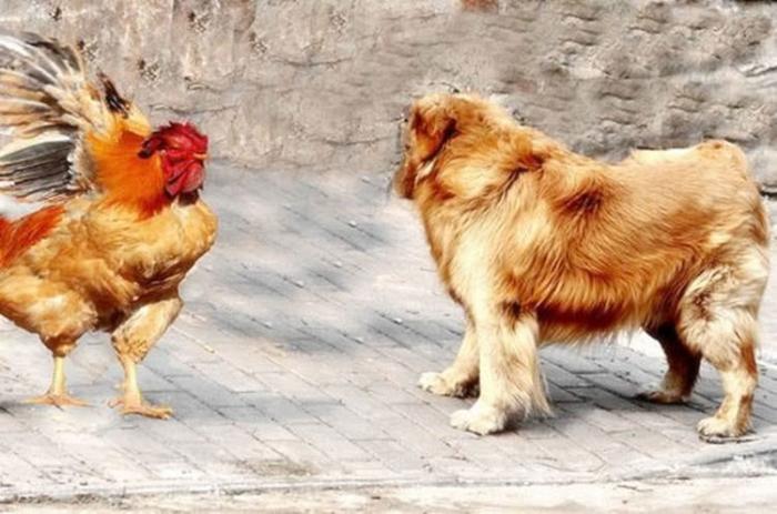 老话鸡不过六狗不过八是真的百岁老人的的话一针见血