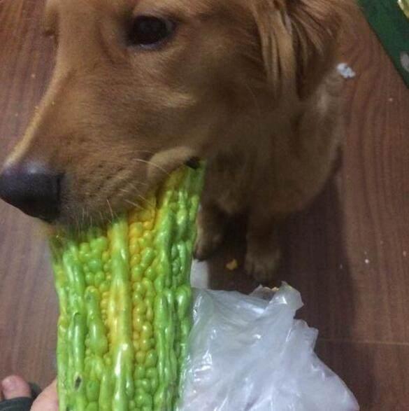 这家是有多苦啊 给金毛根苦瓜都能吃出肉骨头的感觉