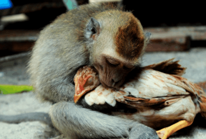 一只猴子抱着鸡不肯松手, 当地人说它们恋爱了