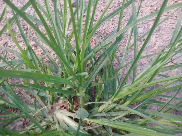 农村一种杂草,人称"蟋蟀草",过去用来喂猪,如今20元一斤