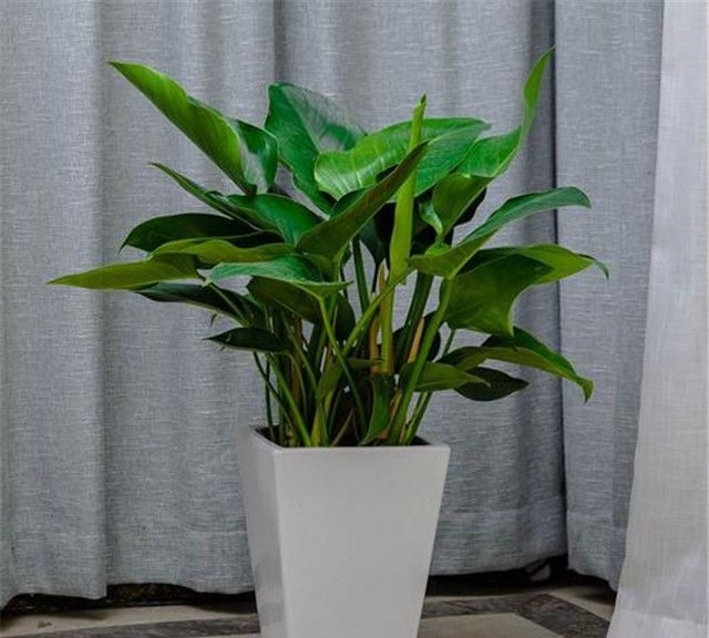 第一次养花,就养一盆"阳台精品"金钻,高大茂盛,珍贵独特