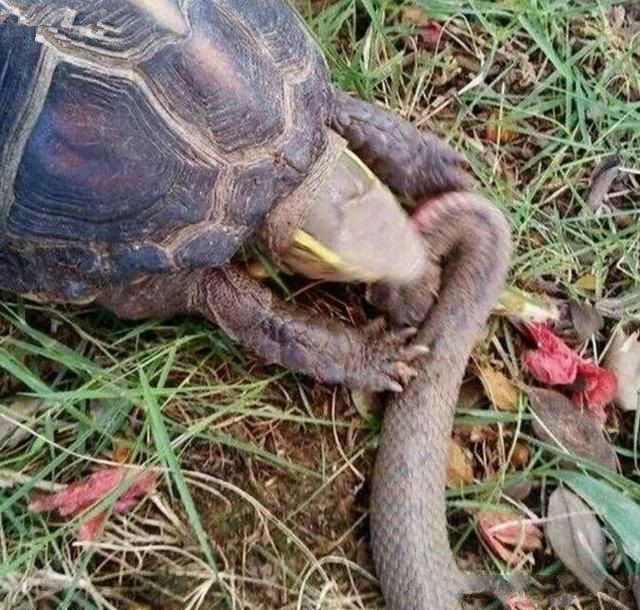 男子回家路上看到龟蛇大战,一番缠斗后,结局出乎意料