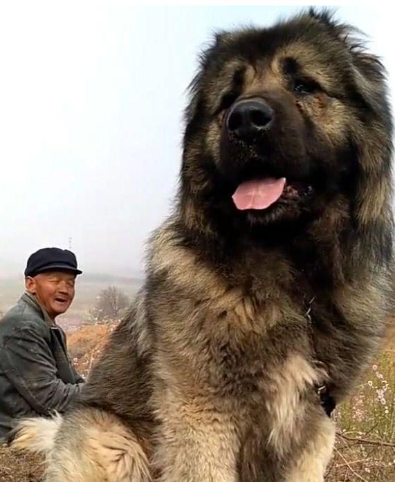 养只超级大狗,比人高大好几倍,邻居全都绕着走