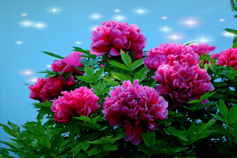 800_533gif 动态图 动图