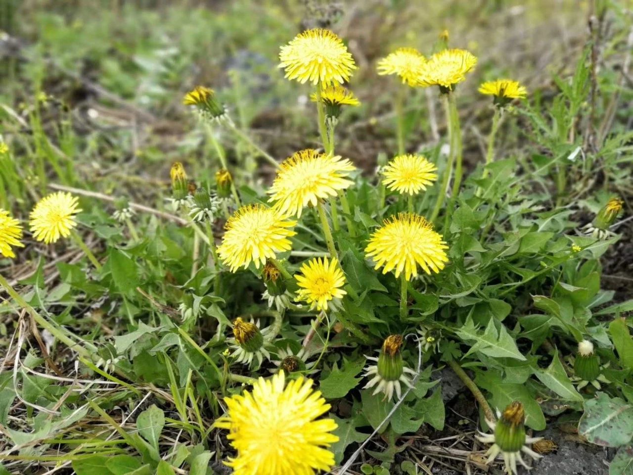 春天蒲公英随处可见这4种用法巧治小毛病你试过吗