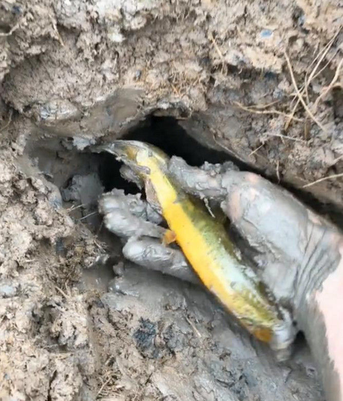 稻田里有个小泥洞,大叔用手往里一掏,抓到了一条野生肥泥鳅