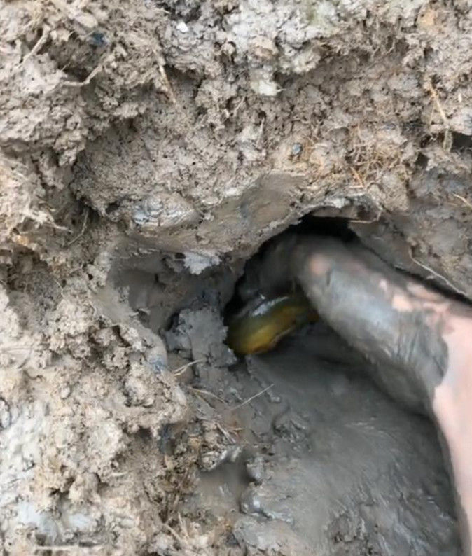 稻田里有个小泥洞,大叔用手往里一掏,抓到了一条野生肥泥鳅