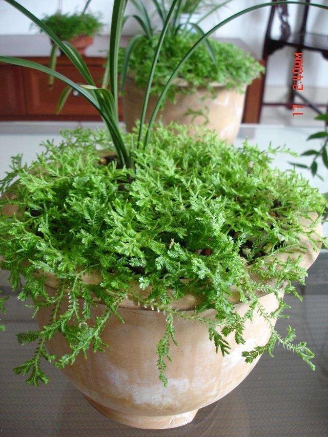 翠云草不开花也能很好看,靠这几个手段长得旺,满盆翠绿颜色