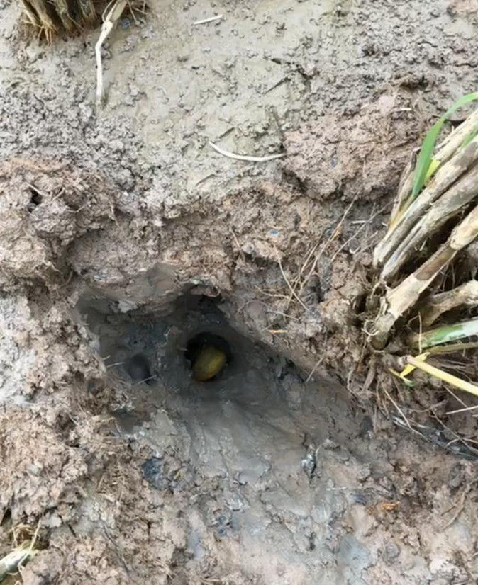 稻田里有个小泥洞,大叔用手往里一掏,抓到了一条野生肥泥鳅