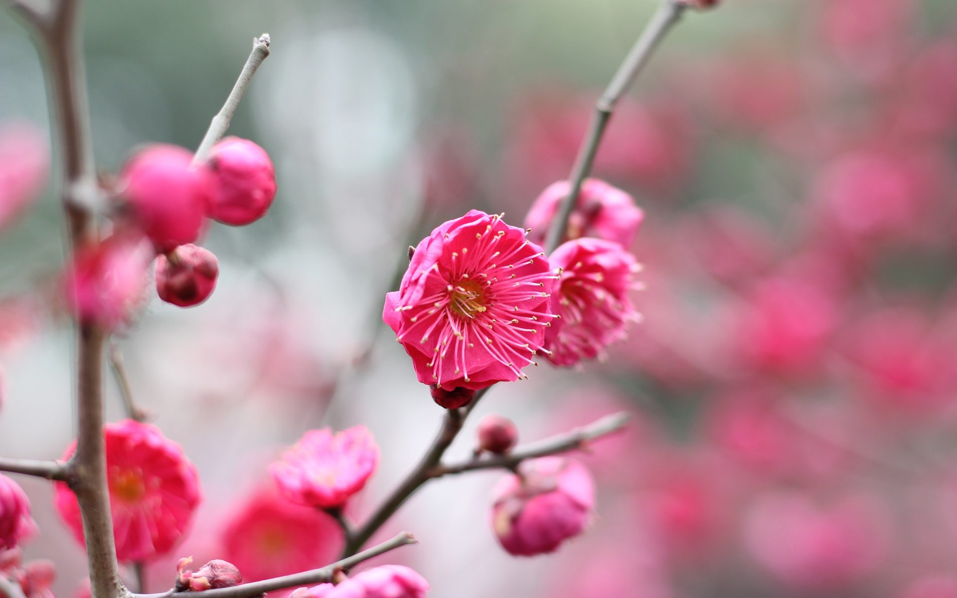 4月中旬,桃花乍现,天降喜缘,月老牵线,转角遇真爱,一生幸福