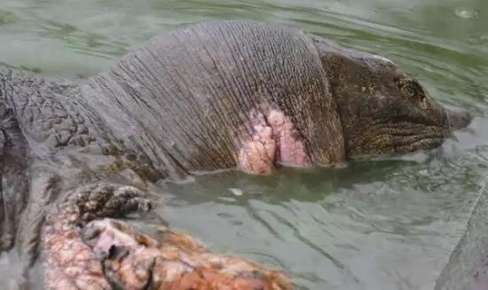 成精了江西惊现千年鳖精轰动全国真是千年难得一见