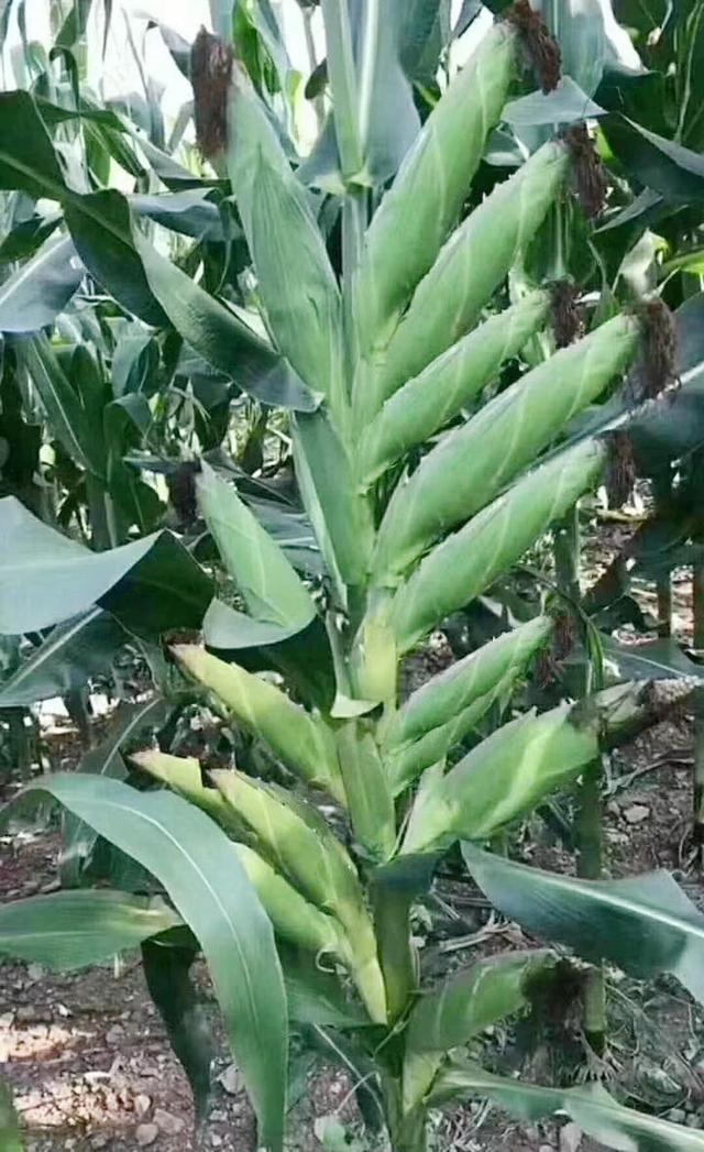 一棵玉米结十几个玉米棒新品种还是新技术网友p图技术好
