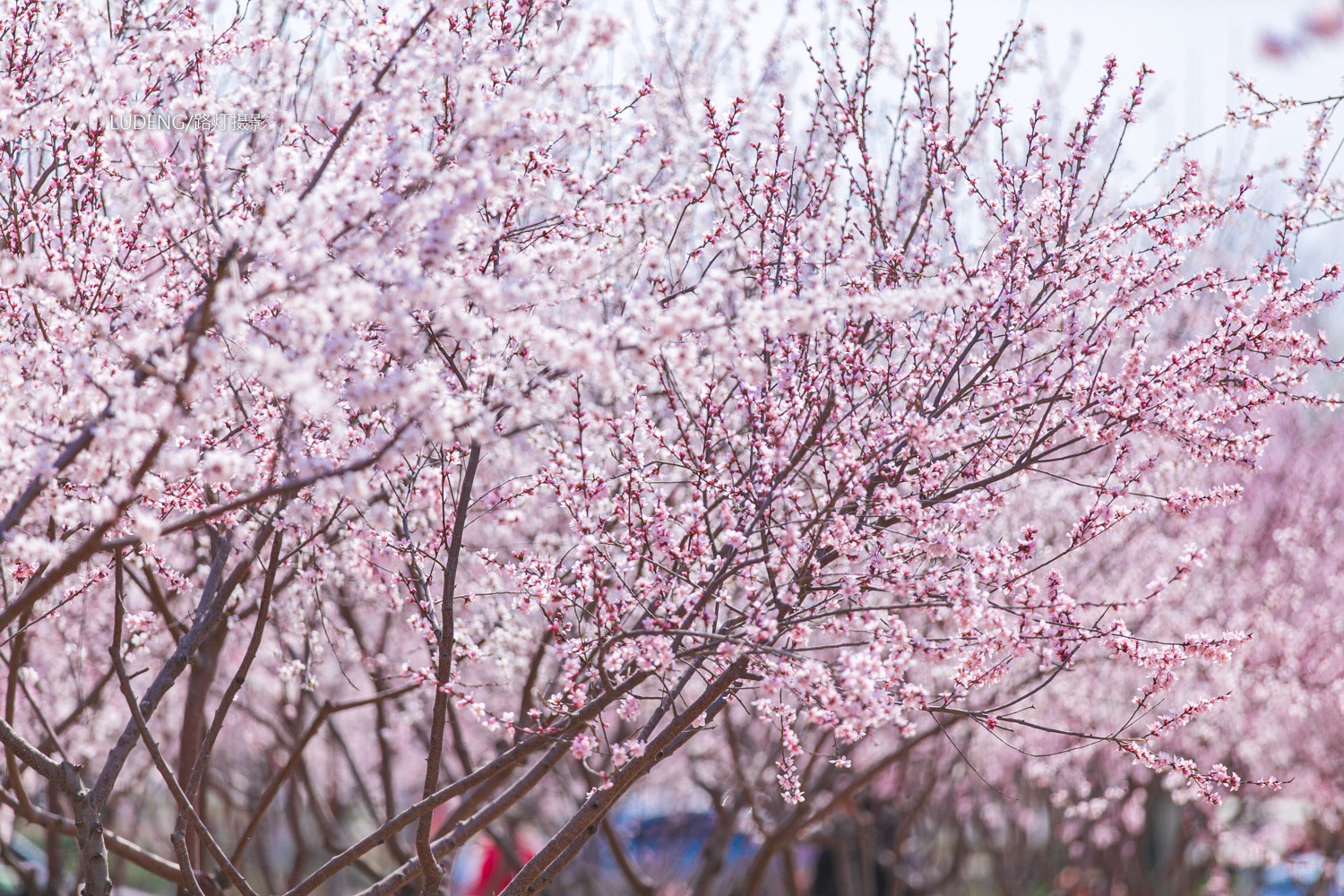 石家庄这个地方已成花海,大片山桃花竞相绽放,梦幻迷人