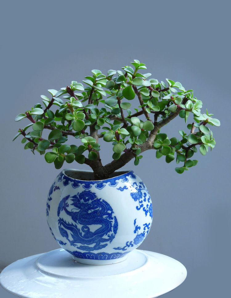 金枝玉叶盆景图片大全(金枝玉叶盆景图片大全欣赏)