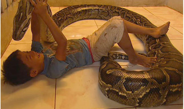 小男孩也是有了这头大蟒蛇就没有其他朋友了,这条大蟒蛇是非洲岩蟒,它