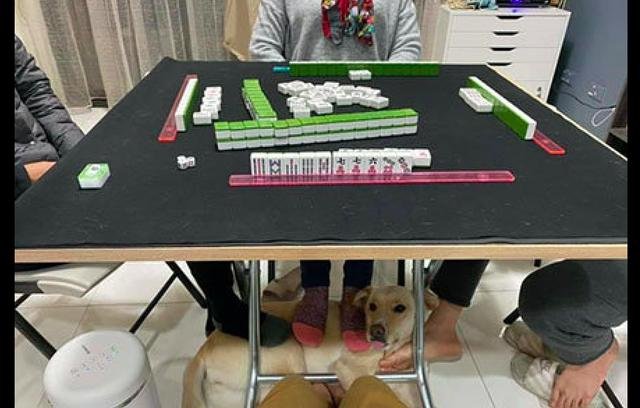 家人打麻将时脚冷,4个人同时把脚放在狗身上,狗:我是捂脚机?