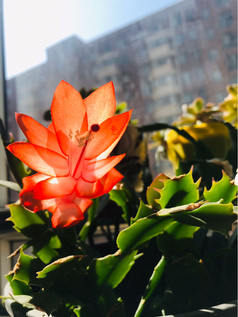 花期后的蟹爪兰,重在静养,少浇水别暴晒,下个冬天还能开|蟹爪兰|养护|