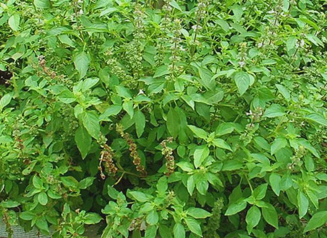 常见的野草,看起来像宝塔,对于湿疹瘙痒有帮助