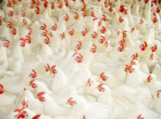 垫壳鸟食的配方？