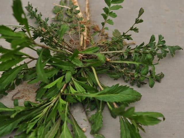 味道却如辣椒,俗称"辣辣菜",凉拌是一大美味|辣菜|荠菜|野菜_新浪新闻