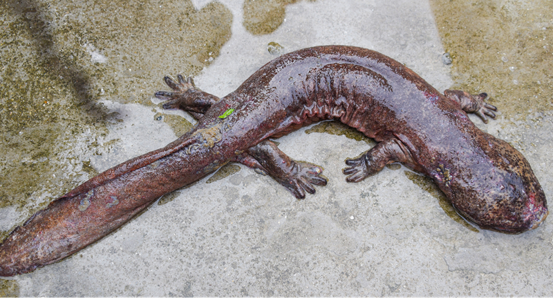 夜夜啼哭,8斤娃娃鱼出水天岳幕阜山|娃娃鱼|幕阜山|大鲵_新浪新闻