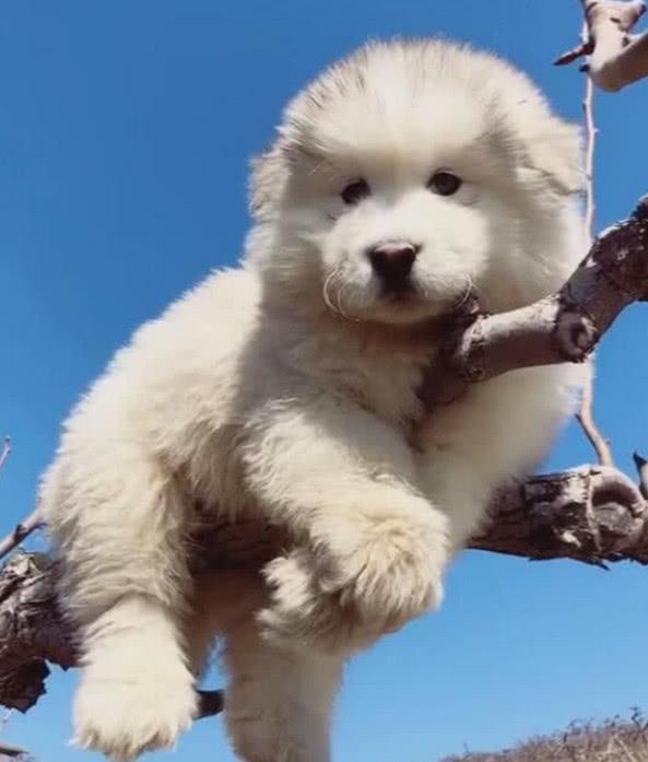 狗急上树你一定没见过,当主人抱它下来,它一脸没享受够的表情!