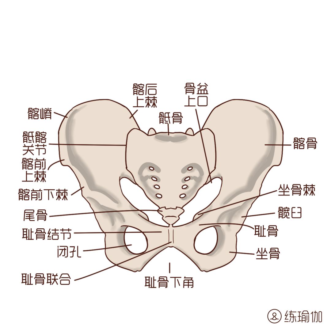 人体盆骨位置示意图图片