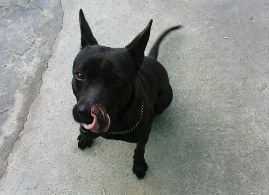 都说黑狗能"镇邪",可为啥连农村都没啥人养?这5个原因太现实