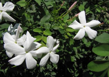 盆栽花卉素方花的养护方法